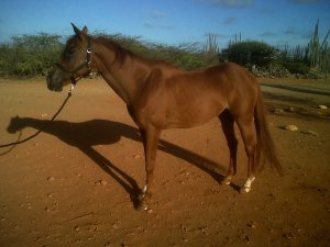 Horses Bonaire Horses Bonaire