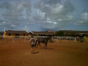 rancho washikemba horse ranch bonaire Marybell