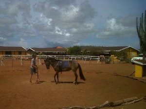 rancho washikemba horse ranch bonaire Marybell