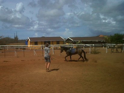 rancho washikemba horse ranch bonaire Marybell