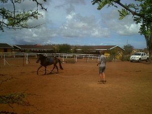 rancho washikemba horse ranch bonaire Marybell