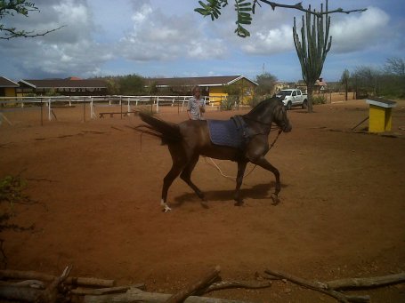 rancho washikemba horse ranch bonaire Marybell