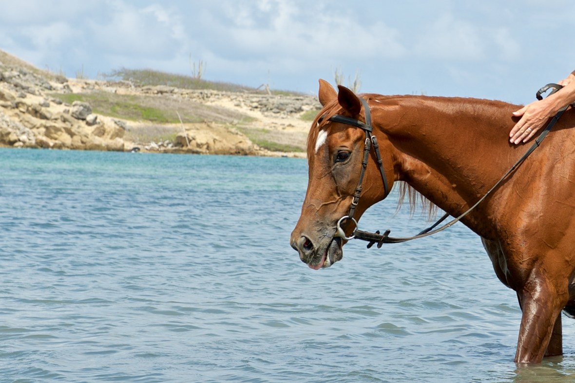 A tribute to our sweet mare&nbsp;Scarlet!