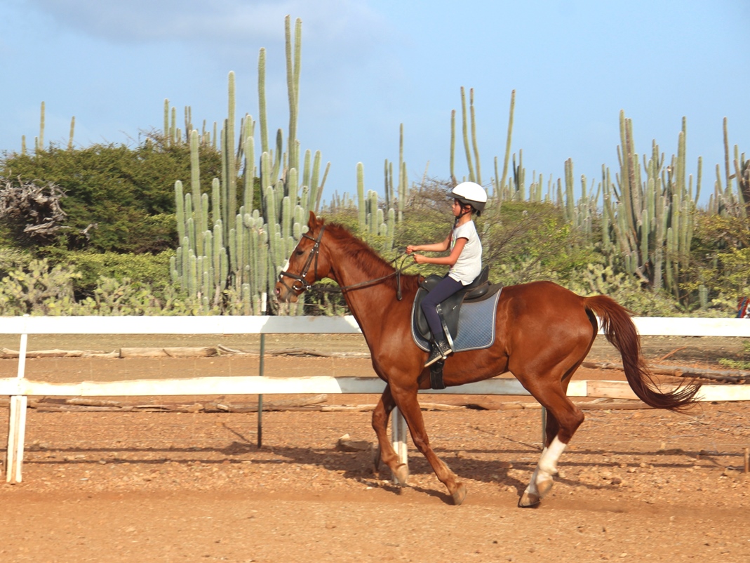 Horses Bonaire: KWPN ‘Il&nbsp;Tigretto’