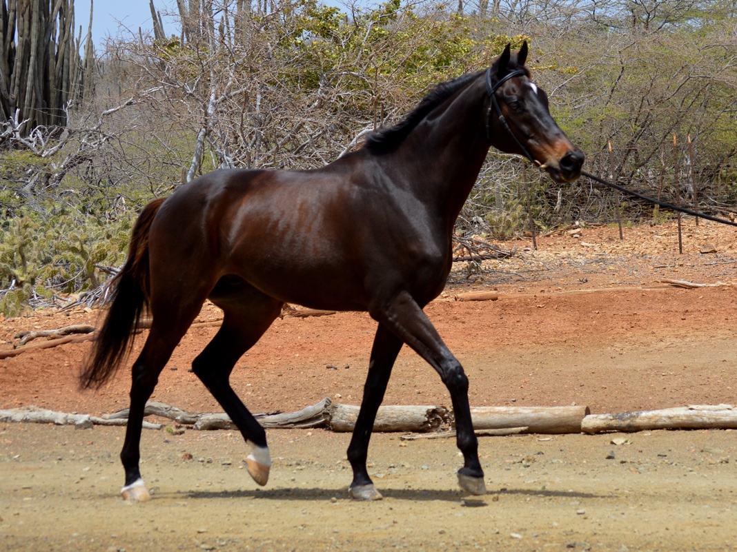 Horses Bonaire: American Thoroughbred a.k.a.&nbsp;Tango!