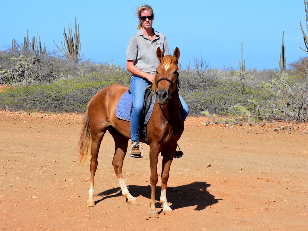 New horse: Sueno de&nbsp;Fransisco!