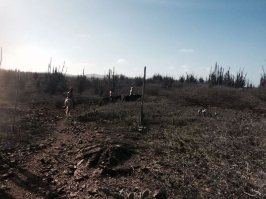 12467763_1154464811244612_40777892_n