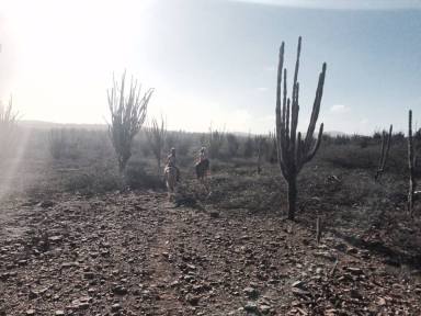 12467973_1154467164577710_21074710_n