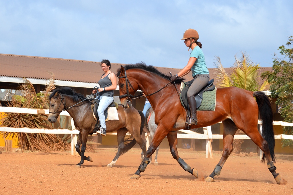 Training our horses jumping and dressage!
