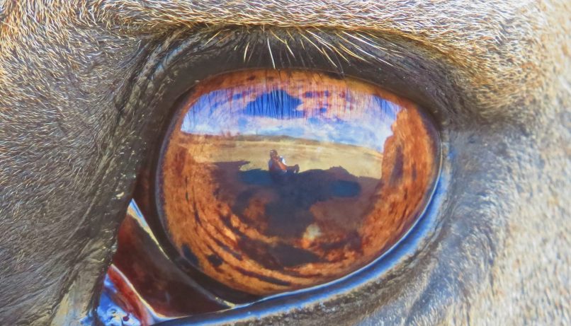 12656370_582835021881724_674571627_o