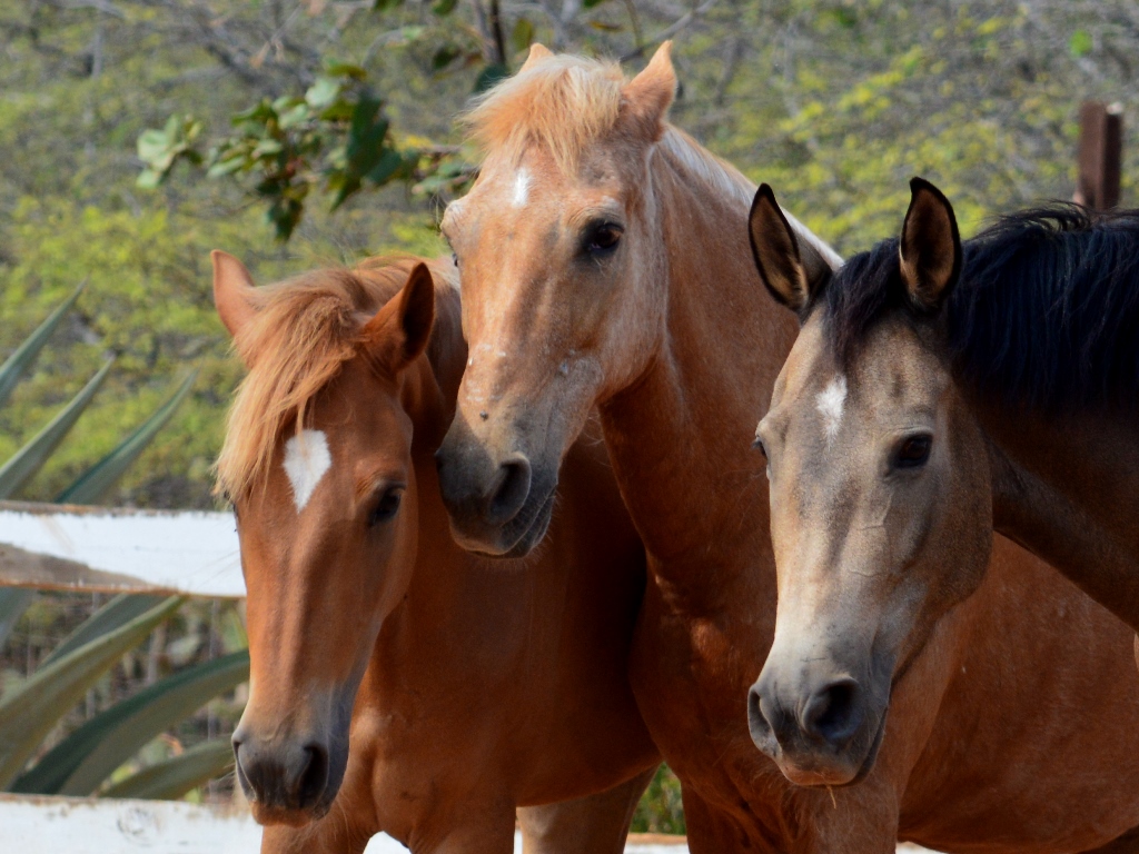 Paso Fino mares playing&nbsp;around