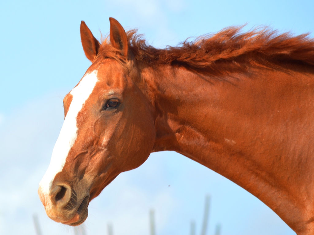 Happy birthday Il&nbsp;Tigretto!