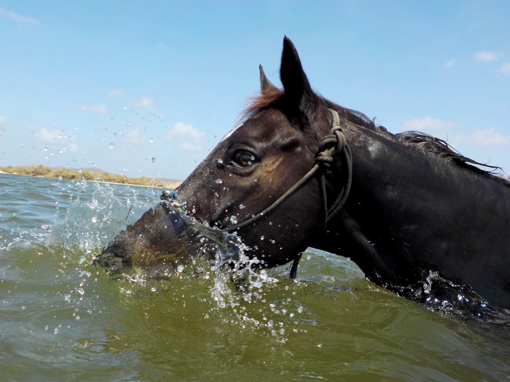 Swimming with Tango!